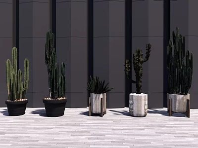 Cactus Plants In Black Wooden And White Pots For Modern Interior Decor 3d model