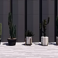 Cactus Plants In Black Wooden And White Pots For Modern Interior Decor