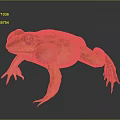 Green And Yellow Spotted Frog With Large Eyes And Inflated Vocal Sacs In Standing Pose