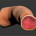 Medical Device 3D Anatomical Model of Human Organ with Tubular Structure and Red Internal Texture