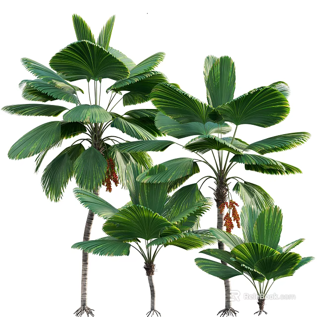 Lush Green Fan Shaped Leaf Plant Combination With Trunks And Orange Fruits 3d model 