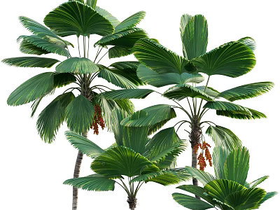 Lush Green Fan Shaped Leaf Plant Combination With Trunks And Orange Fruits 3d model