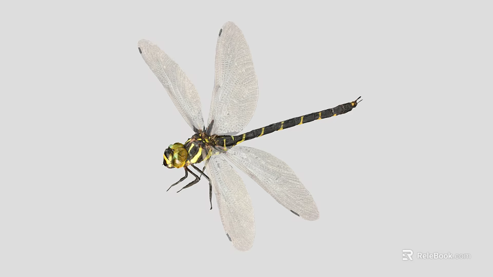 Dragonfly With Transparent Wings Black Yellow Body And Compound Eyes 3d model 