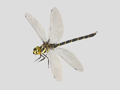 Dragonfly With Transparent Wings Black Yellow Body And Compound Eyes 3d model