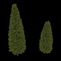 Two Green Conical Arborvitae Trees With Lush Foliage On Black Background