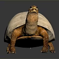 Turtle Cartoon Turtle Snapping Turtle Chickbill Turtle Reptile Cold Blooded Animal Reptile Class 3d model