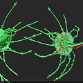 Tissue System Featuring Green Neuronal Cells Dendrites And Internal Organelles
