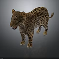 Realistic Leopard With Spotted Fur Standing On Dark Reflective Surface 3d model