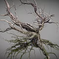Withered Tree Trunk With Green Moss On Roots And Dry Branches Natural Look