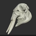 White Animal Skull With Large Curved Tusks And Bone Structure On Dark Background