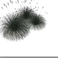 Two Clumps of Green Herbaceous Grass with Black Background and Centimeter Scale