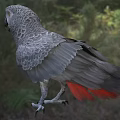 Grey Parrot with Grey Feathers and Red Tail Feathers Standing in Natural Outdoor Setting