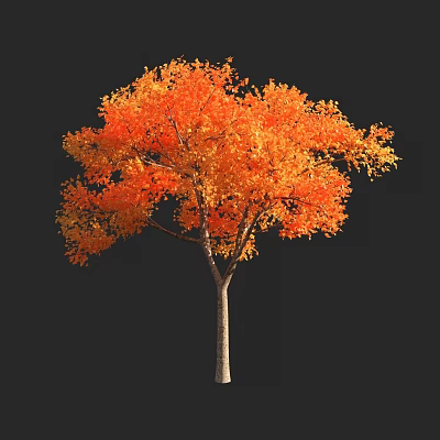 Stunning Autumn Arbor With Vibrant Orange Red Leaves And Slender Trunk On Black Background 3d model