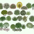 Various Types of Colorful Bushes with Different Shapes for Garden Landscaping