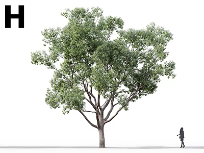 Tall Arbor With Green Leaves And Person Walking Along Street Outdoor 3d model