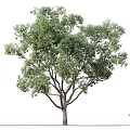 Tall Arbor With Green Leaves And Person Walking Along Street Outdoor