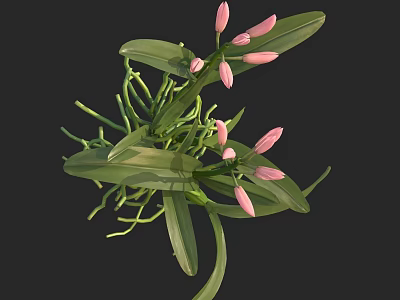 Elegant Pink Flower Buds With Green Leaves Long Stems And Natural Vines 3d model