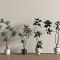 Different Shaped Bonsai Plants with Various Green Leaves and Style Pots on Light Wooden Floor