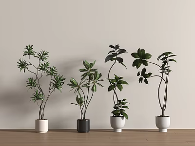 Different Shaped Bonsai Plants with Various Green Leaves and Style Pots on Light Wooden Floor 3d model