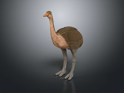 Ostrich Bird with Brown Feathers Long Neck White Legs Standing on Gray Background 3d model
