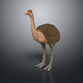 Ostrich Bird with Brown Feathers Long Neck White Legs Standing on Gray Background