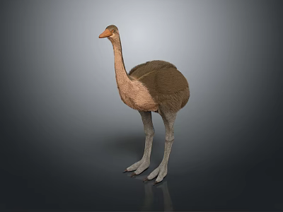 Ostrich spider bird animal game animal cartoon animal 3d model