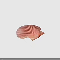 Beautiful Scallop Marine Animal With Pink Fan Shaped Shell And Shiny Texture