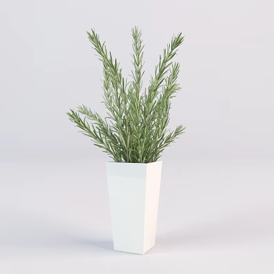 Thriving Bonsai Potted Plant in White Square Planter with Green Herb Foliage 3d model