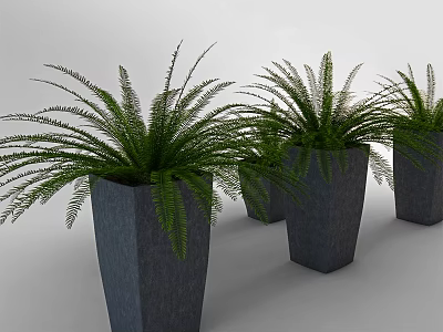 Group of Green Fern Potted Plants in Gray Square Ceramic Planters for Indoor Decor 3d model