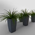 Group of Green Fern Potted Plants in Gray Square Ceramic Planters for Indoor Decor