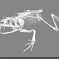 Complete Frog Skeleton Anatomical Structure Detailed Scientific View On Black Background 3d model