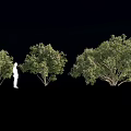 Three Lush Green Shrubs With Dense Foliage And Human Figure For Size Comparison