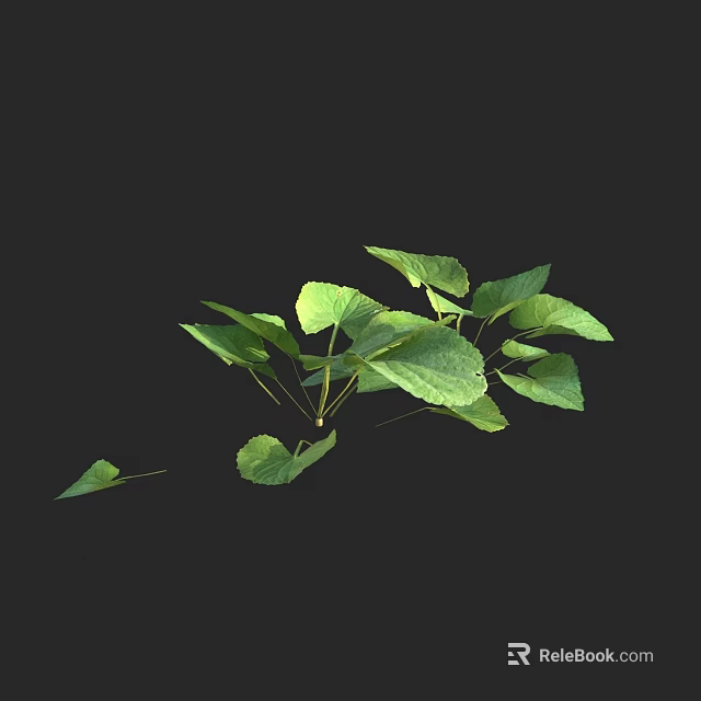 Lush Green Leafy Plants With Multiple Fresh Leaves On Black Background 3d model