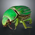 Detailed View of Green Beetle With Shiny Striped Exoskeleton On Gray Background