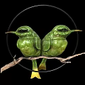 Two Green Hummingbirds Perched on Branch in Circular Frame with Black Background