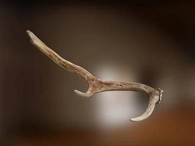 Natural Deer Antler Rustic Animal Wall Decor for Home Interior 3d model