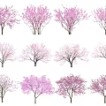 Blooming Arbor Trees Featuring Pink Purple White Flowers And Varied Forms 3d model