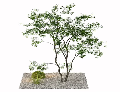 Lush Green Tree With Two Trunks Small Shrub And Gravel Ground 3d model