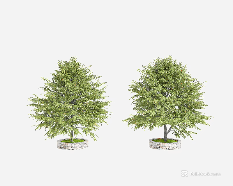 Two Lush Green Arbor Trees In Stone Planters With Dense Foliage 3d model 