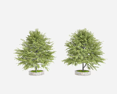 Two Lush Green Arbor Trees In Stone Planters With Dense Foliage 3d model