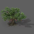 Lush Green Leafy Tree With Thick Trunk Visible Roots And Red Hanging Fruits