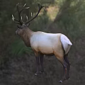 Majestic Elk Standing On Green Grassland With Trees In Natural Background