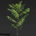 Healthy Tall Tree With Green Lush Leaves And Slender Trunk Natural Look