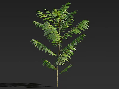 Healthy Tall Tree With Green Lush Leaves And Slender Trunk Natural Look 3d model