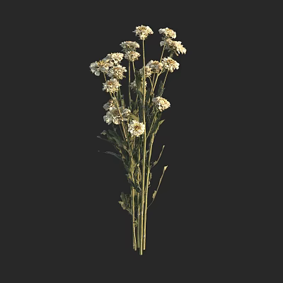 White Daisy Flowers In Vase With Green Stems And Leaves For Home Decor 3d model