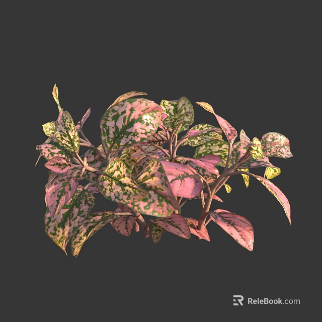Variegated Indoor Houseplant With Pink Green Spotted Leaves For Home Decor 3d model 