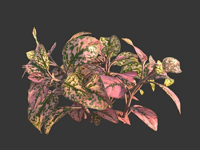 Variegated Indoor Houseplant With Pink Green Spotted Leaves For Home Decor 3d model