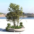 Lush Green Arbor With Multiple Trunks And Small Plants In Circular Planter By Waterfront