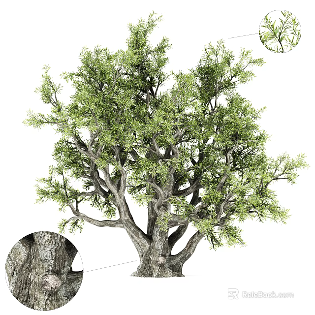 Tall Tree with Thick Trunk Lush Green Foliage and Natural Bark Texture 3d model 