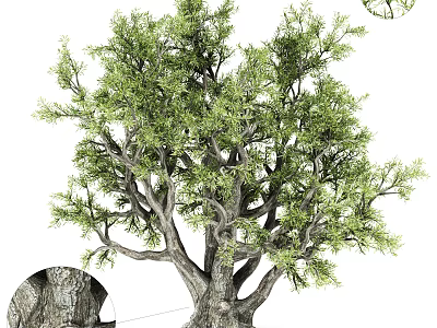 Tall Tree with Thick Trunk Lush Green Foliage and Natural Bark Texture 3d model